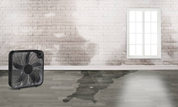 Best Professional water damage repair  in Woodsi East, DE